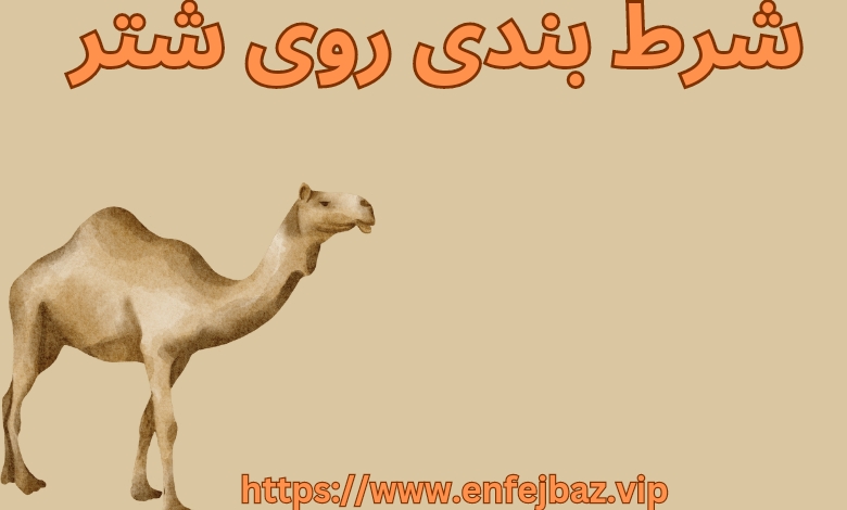 شرط بندی روی شتر